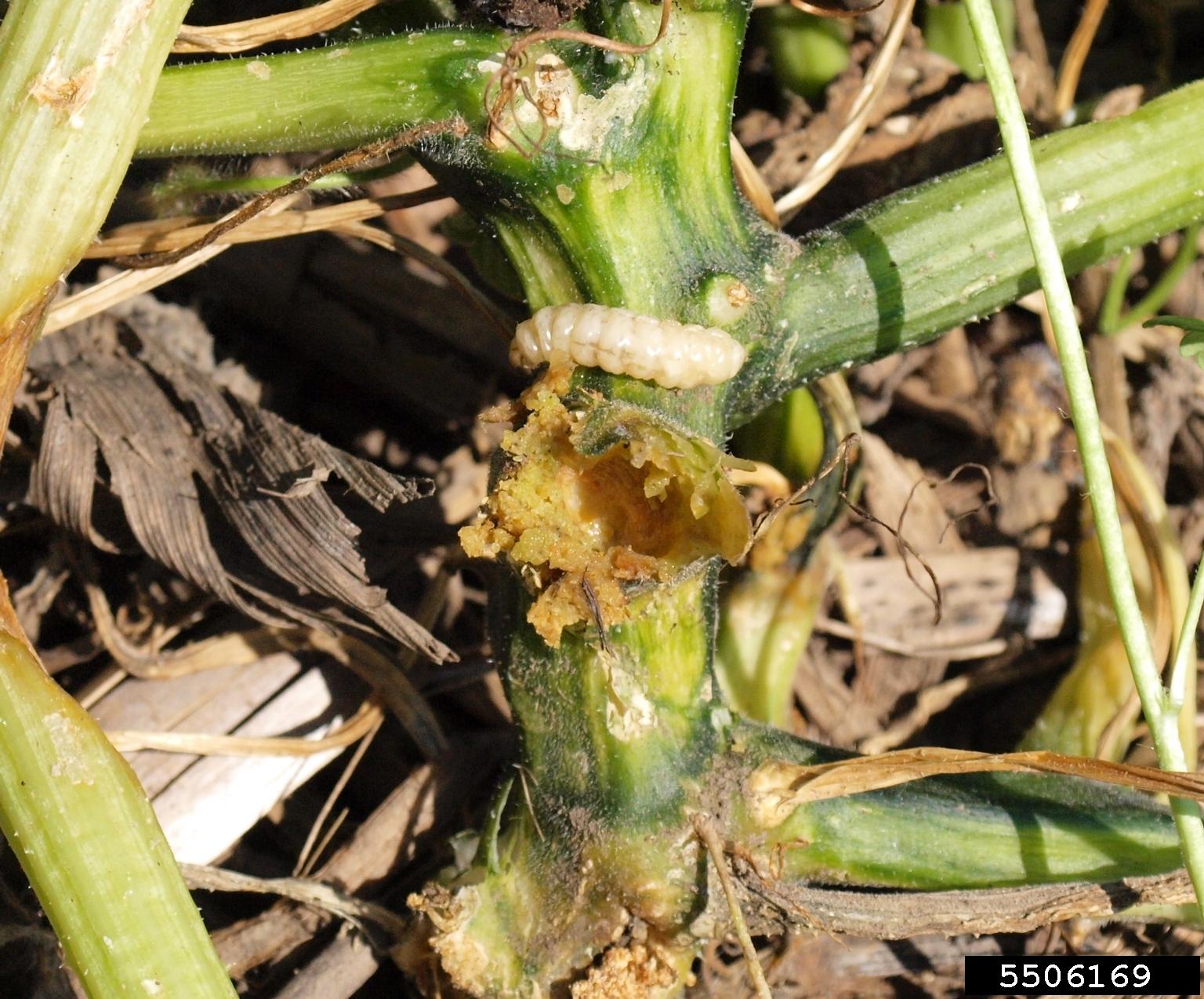 Squash Vine Borer on Vegetables University of Maryland Extension